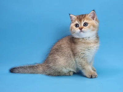 Котенок Pais (Пэйс)