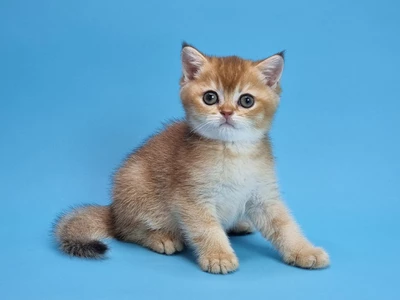 Котенок Pauer (Пауэр)