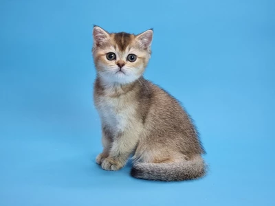 Котенок Prima (Прима)