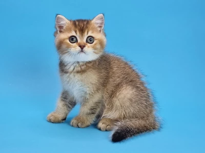 Котенок Pompey (Помпей)