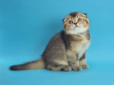 Котенок Tyrone (Тайрон)