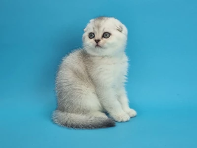 Котенок Tyffany (Тифани)