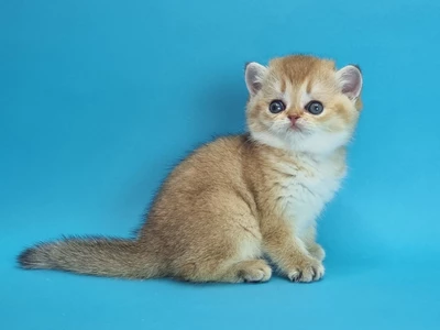 Котенок Urania (Урания)
