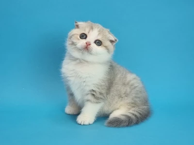 Котенок Uluna (Улуна)