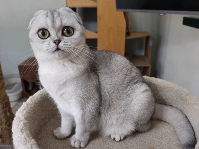 Котенок Valysaria (Велисария)
