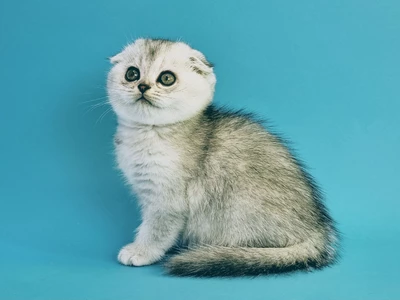 Котенок Volantis (Волантис)
