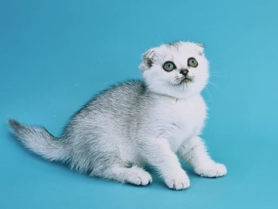 Котенок Velos (Велос)