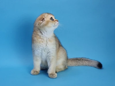 Котенок Zenden (Зенден)