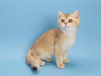 Котенок Zendaya (Зендая)