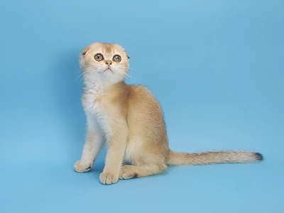 Котенок Zayne (Зэйн)