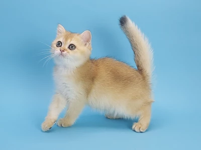 Котенок Zearias (Зириас)