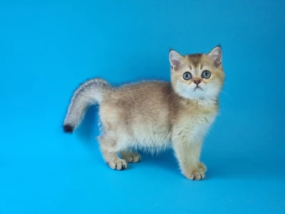Котенок Altair (Альтаир)