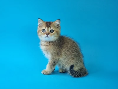 Котенок Allun (Аллан)