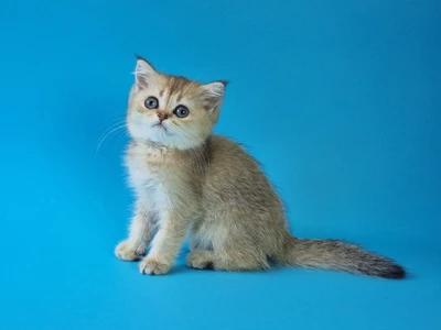 Котенок Alisenta (Алисента)