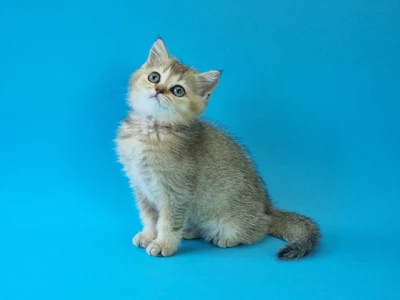 Котенок Arielle (Ариэль)