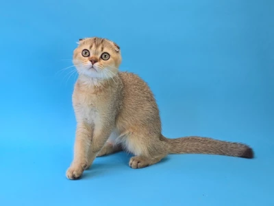Котенок Celine (Селин)