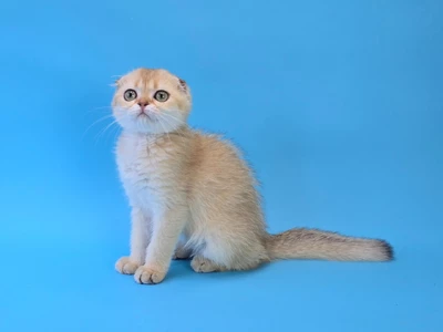 Котенок Chanel (Шанель)