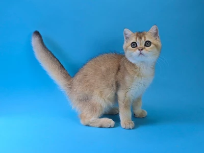 Котенок Diesel (Дизель)