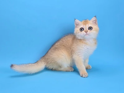 Котенок Delta (Дельта)
