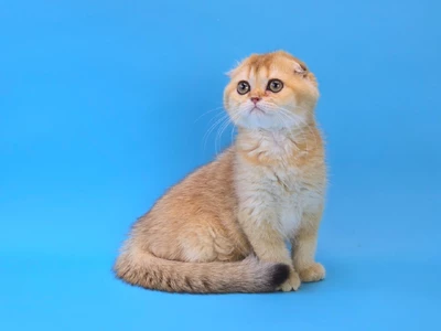 Котенок Delice (Делис)