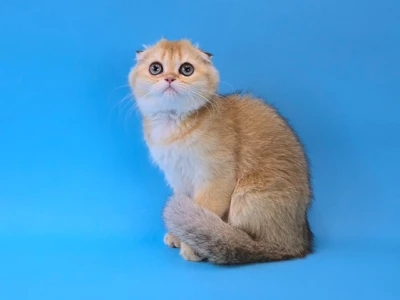 Котенок Darcey (Дарси)
