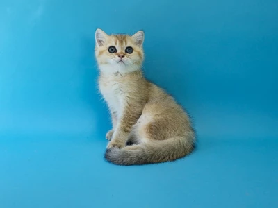Котенок Fait (Фэйт)