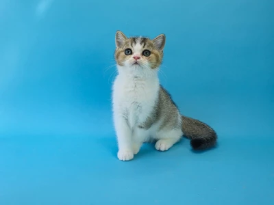 Котенок Faiphy (Файфи)