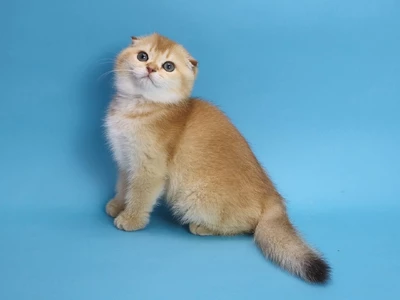 Котенок Harvey (Харви)