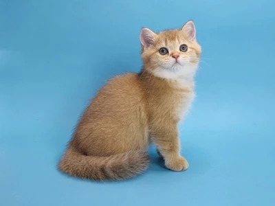 Котенок Hunter (Хантер)