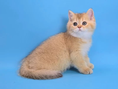 Котенок Hardi (Харди)