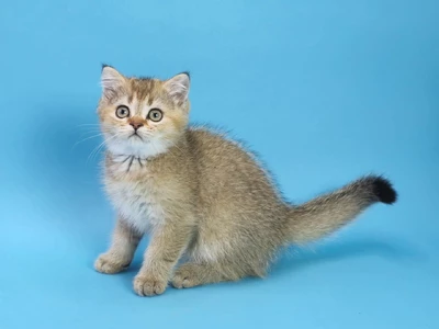 Котенок Jerome (Джером)