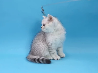Котенок Jedi (Джедай)