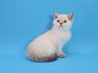 Котенок Jones (Джонес)