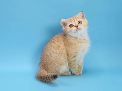 Котенок Jimmy (Джимми)