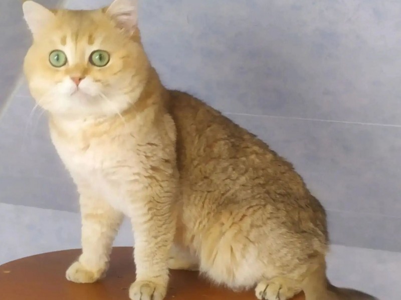 Sveety Kitty Djem