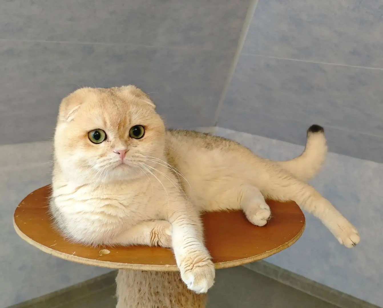 Кот Gurprasad Yahont