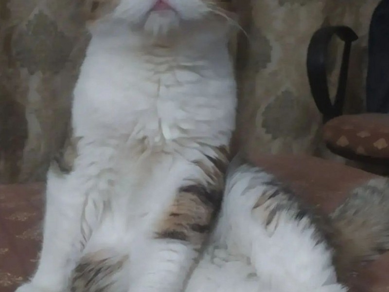 Kitty Fold Dana