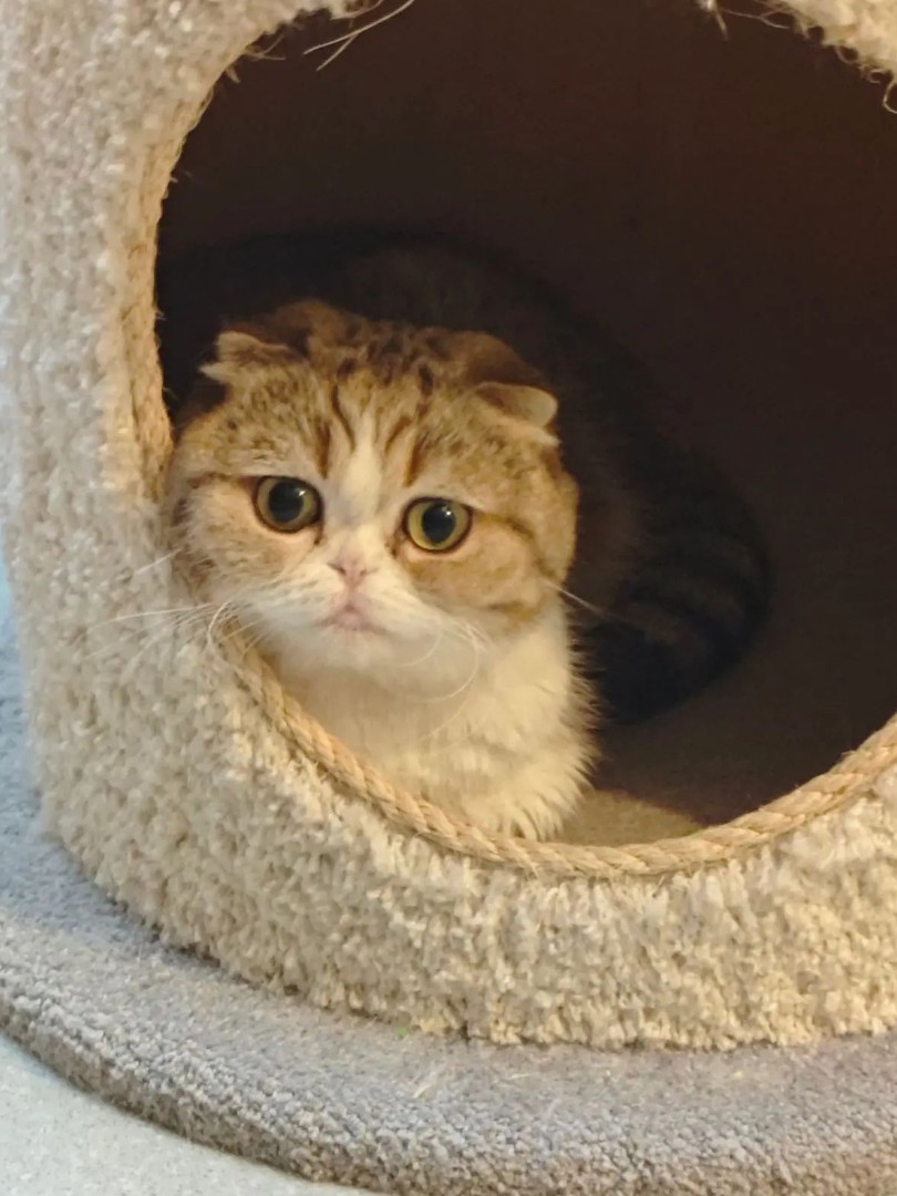 Кошка Kitty Fold Dana