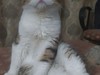 Kitty Fold Dana