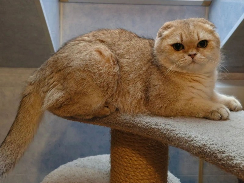 Sweety Kitty Eva