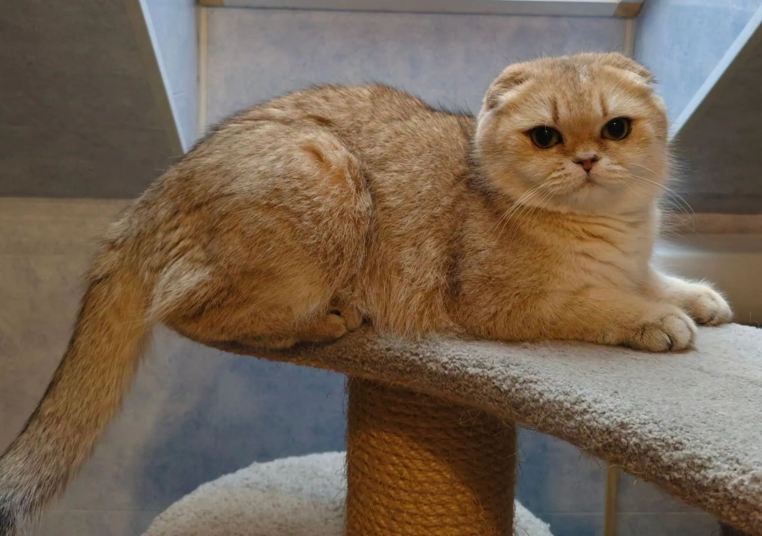 Кошка Sweety Kitty Eva
