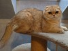 Sweety Kitty Eva
