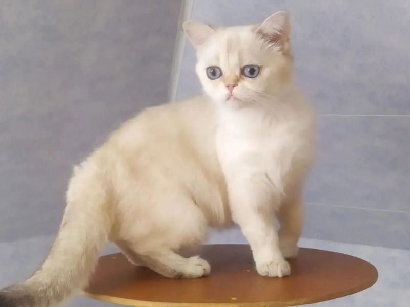Sweety Kitty Zabava