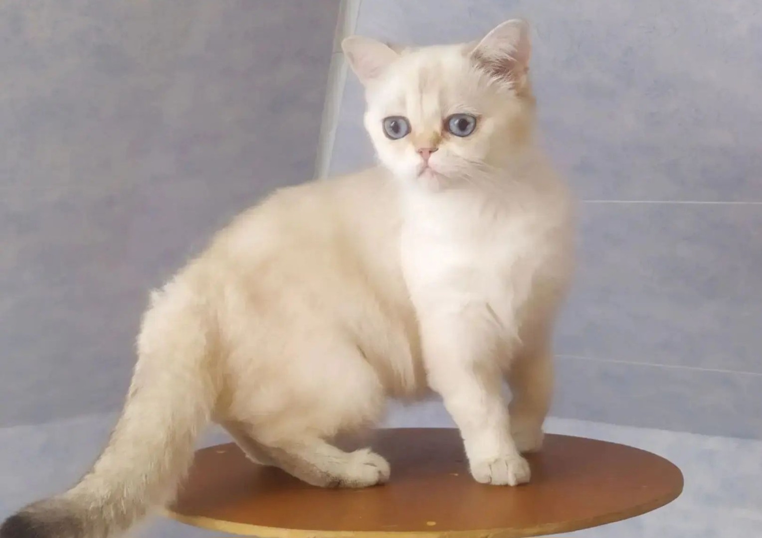 Кошка Sweety Kitty Zabava