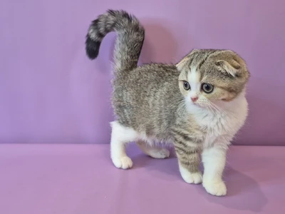 Котенок Bonny (Бонни)