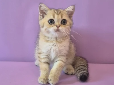 Котенок Beatrice (Беатрис)