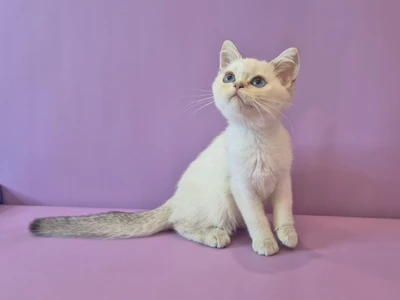 Котенок Benedikt (Бенедикт)
