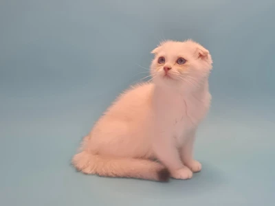 Котенок Celine (Селин)