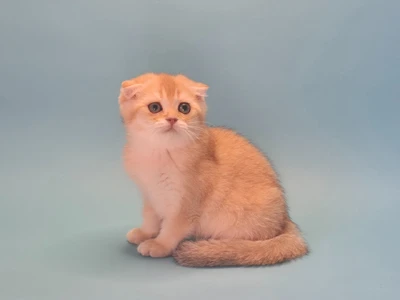 Котенок Ceciliya (Сесилия)