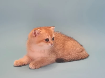 Котенок Delinda (Делинда)